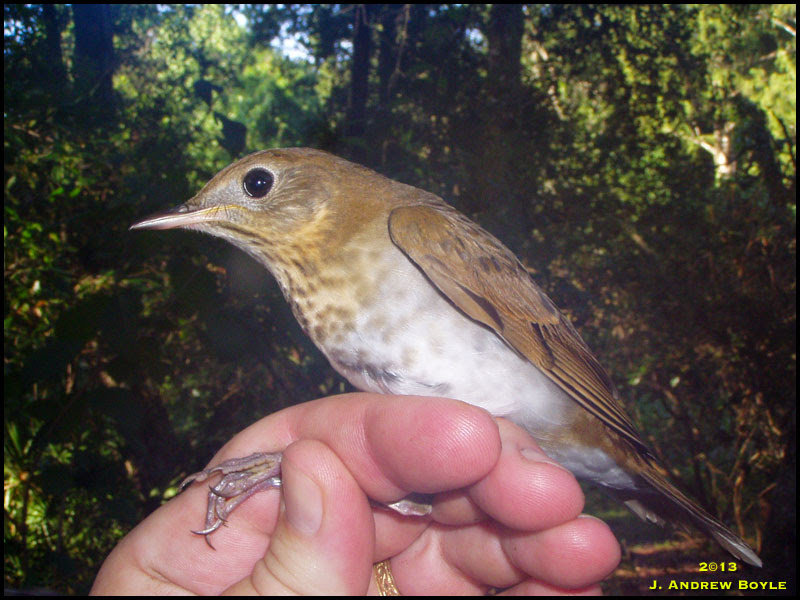 Veery