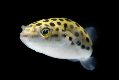 ミドリフグの飼育って難しい 難易度はどれくらい 熱帯魚 淡水魚 海水魚の図鑑