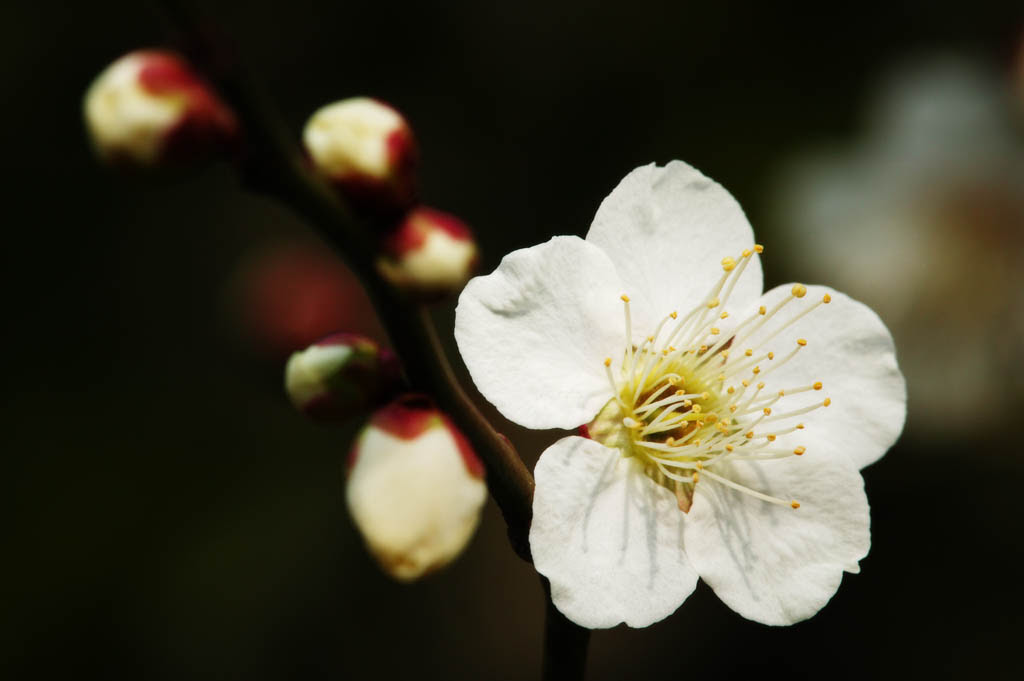 ゆんフリー写真素材集 No 2241 梅の花 日本 東京