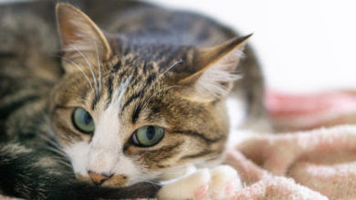 動物と話そう しゃべる猫ミイちゃんとの会話 山の精霊たちとうたう シンプルコズミックライフ