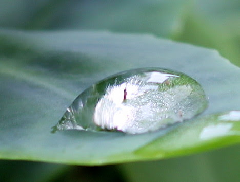 IMG 2404.1 My love in a drop