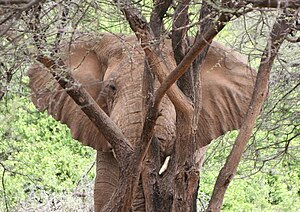 An African Elephant resting his head on a tree...