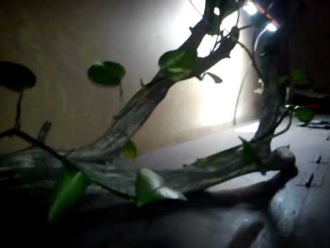 Epipremnum aureum Jardinier paresseux