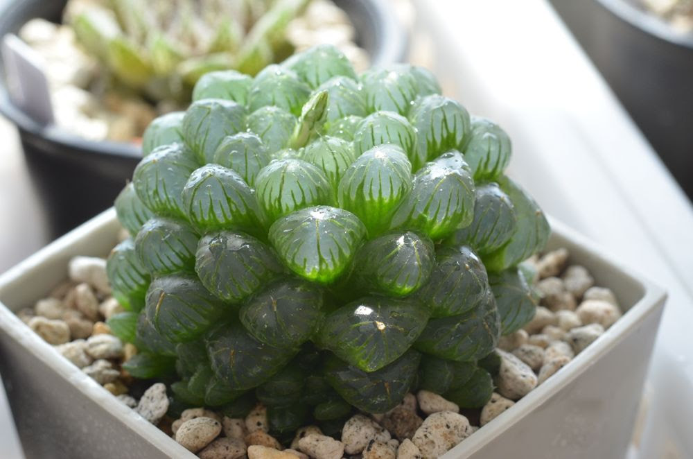 キミノ色ハ はじめてのハオルチア 育て方