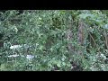 Nikon D3200 Test Part 2 (1080p)