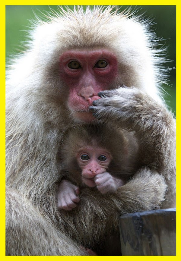 love of mother and baby 12 Sweet & Funny Love Of Mother And Baby Animals 