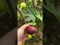 Vườn cây sung quả sai trĩu cành