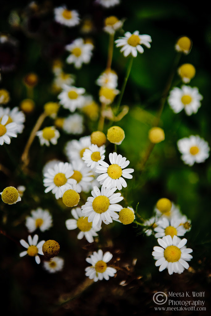 Summer Daisy by Meeta K. Wolff