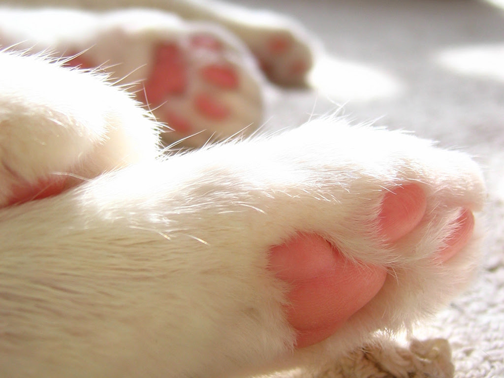 猫壁紙004 768 1024 Tama The Cat Is Factory 茶トラ白猫 たまのお散歩生活