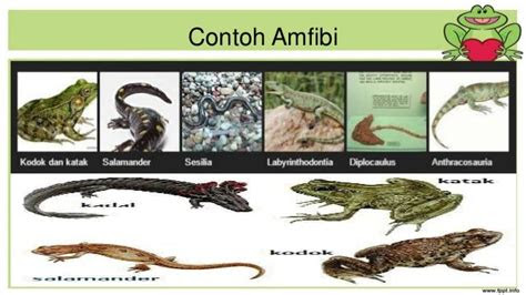 contoh hewan amfibi  katak aneka macam contoh