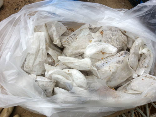 クリスマスローズの種まき Alex S Garden Party