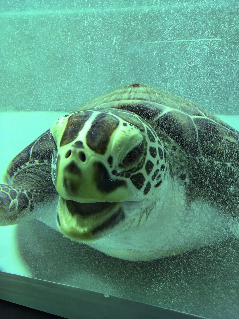 久米島 はての浜 ウミガメ館 久米島 はての浜の情報 イーフスポーツクラブ