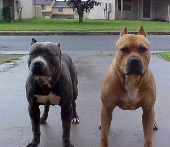 pit bulls - Cool Graphic