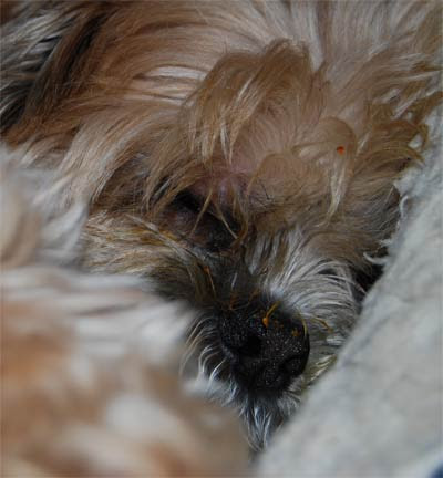 Pumpkin-Makes-Me-Sleepy