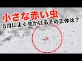 最高のコレクション 赤い 小さな 虫 264876