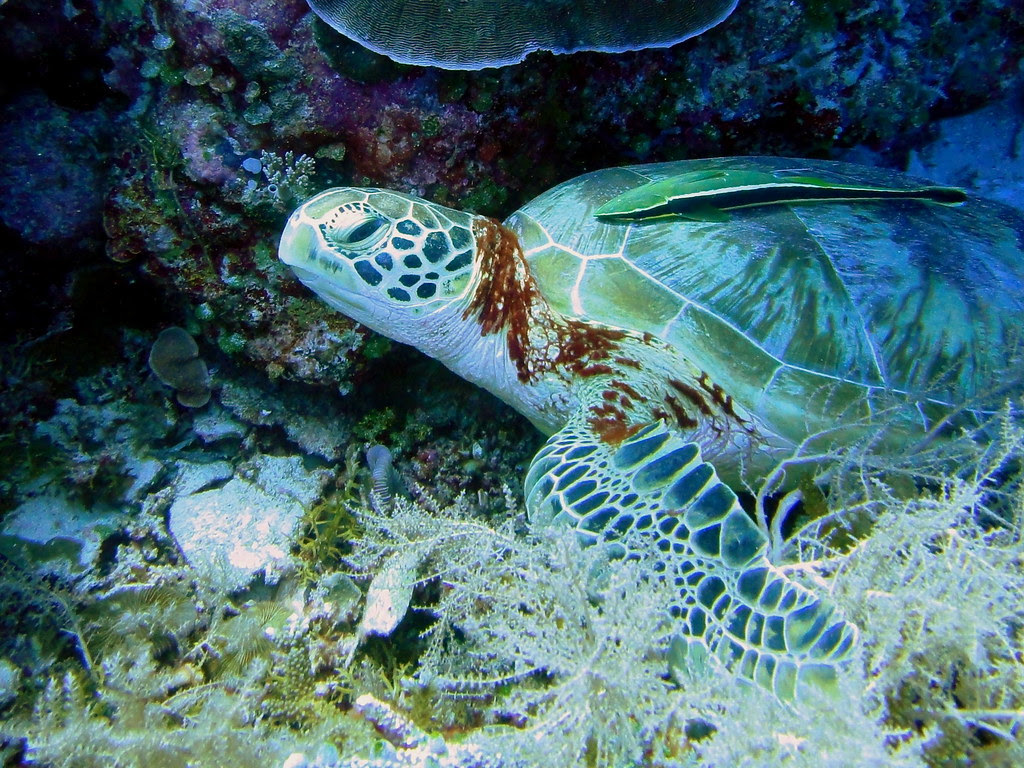 Hawksbill Turtle, Clarence's Wall, Palau