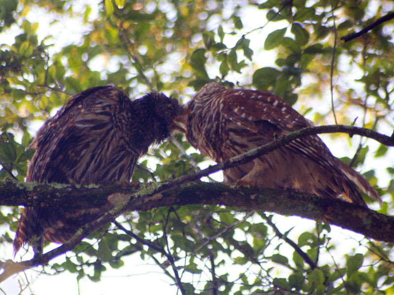 Barred Owl