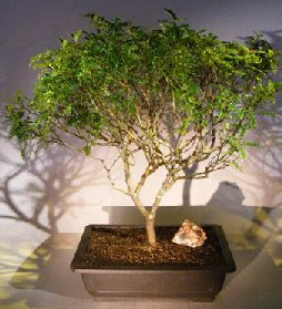 Poivrier du Sichuan : planter, cultiver, r colter