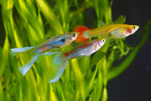 グッピーの人気ある種類や値段はどれくらい 熱帯魚 淡水魚 海水魚の図鑑