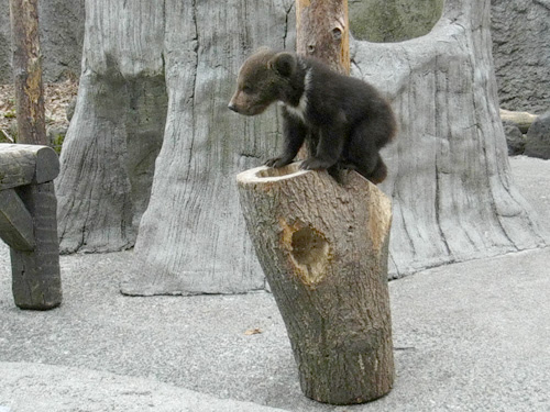 3頭のこぐま こぐまの秘密大公開 5月12日 13日実施 のぼりべつクマ牧場 公式サイト
