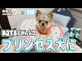最高のコレクション sweetcandy 犬 107761