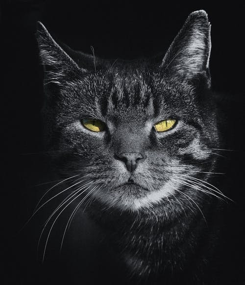 A Different Kind of Cat Video