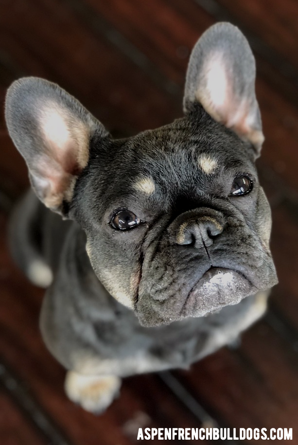 Aspen French Bulldogs - Colorado AKC French Bulldog Breeder