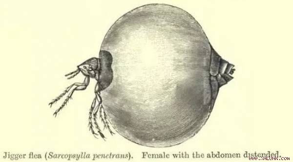 Sự khủng khiếp của loài bọ đẻ trứng lúc nhúc dưới da người