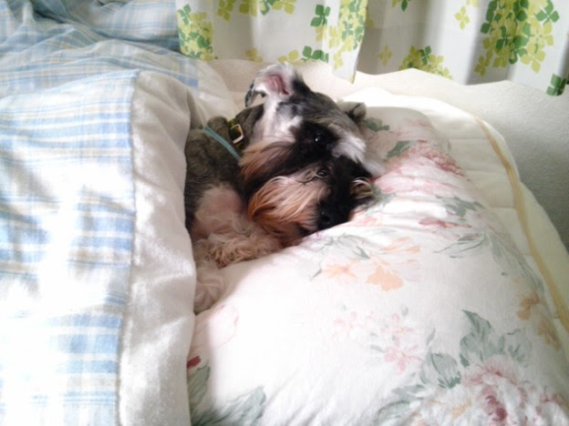 布団で寝る犬 写真共有サイト フォト蔵