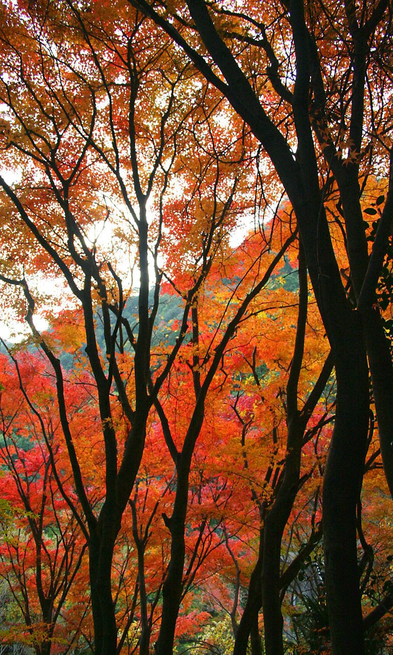 市ヶ原の紅葉 壁紙写真集 無料写真素材