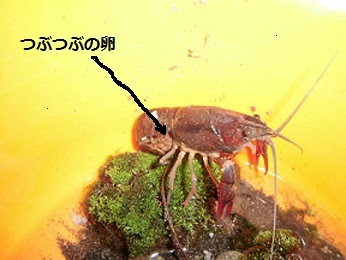 ザリガニの卵は孵化せず 非日常を楽しもう 楽天ブログ