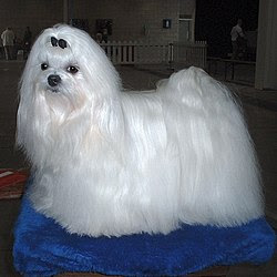 Maltese Elegant Dog