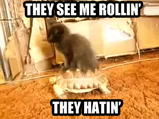 Cat Memes Clean Funny Gif