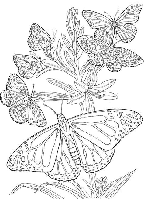 coloring book pages  adults printable kids colouring