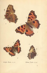 papillons d 1