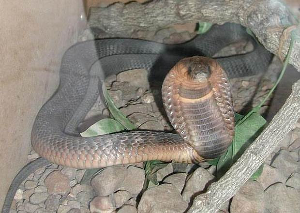 Cobra egipcia.