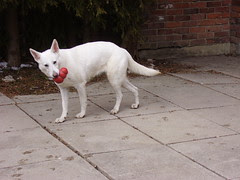 tala cody backyard 03 105
