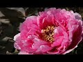 √99以上 peony 花 言葉 906426