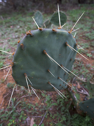 Spines: Best Way To Remove Cactus Spines