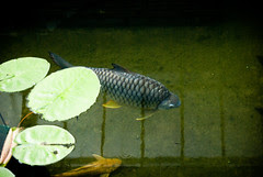 Carp, Kew Gardens