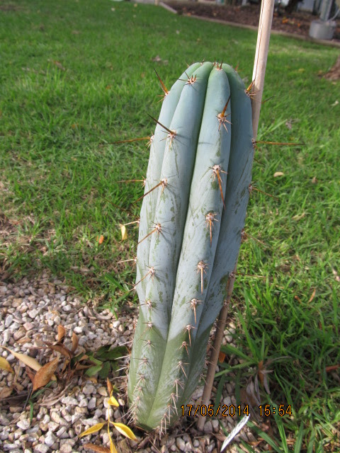 Rosei 1 Open (2).JPG