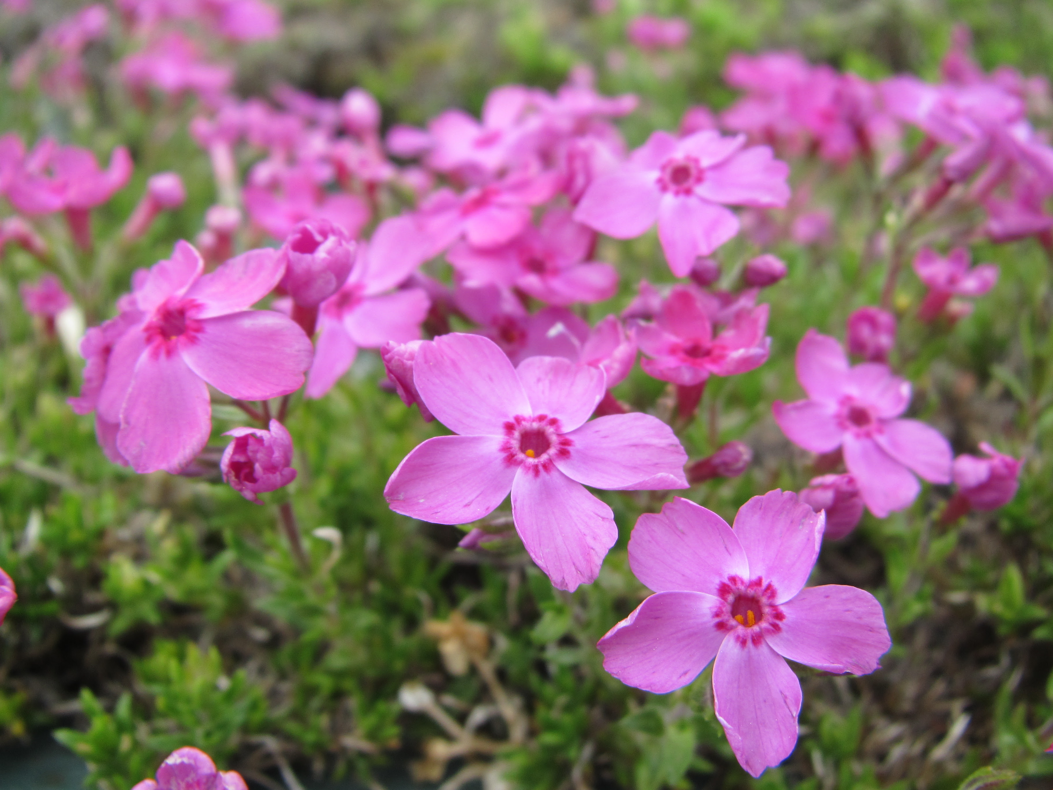 芝桜を見に行ったよ 茶臼山高原へ Sotoiokomai