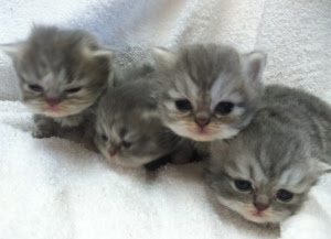 blue tabby persians for sale Upcoming Persian Kittens blue tabby persians for sale Upcoming Persian Kittens