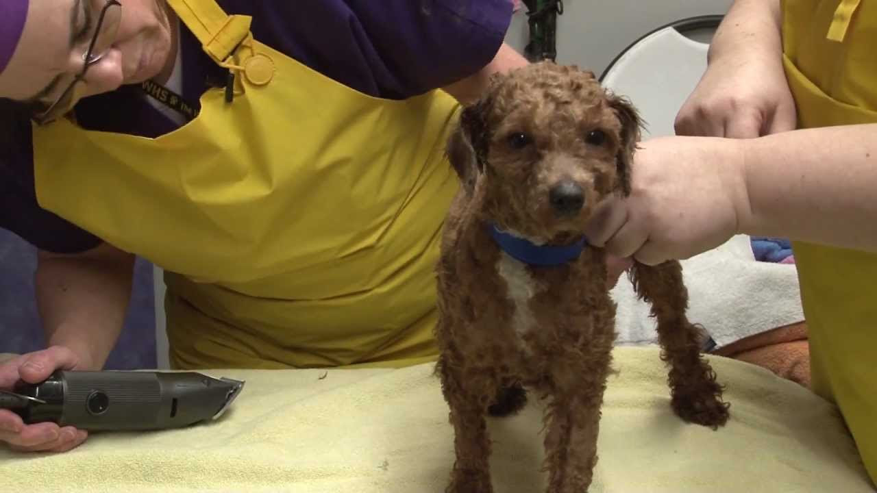 humane society near me dogs for adoption - There are adoption fees that cover some of the JSPCAs costs for the immunizations