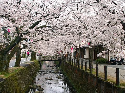 城崎温泉の桜並木と桜のライトアップ 豊岡市 兵庫と神戸の写真ブログ