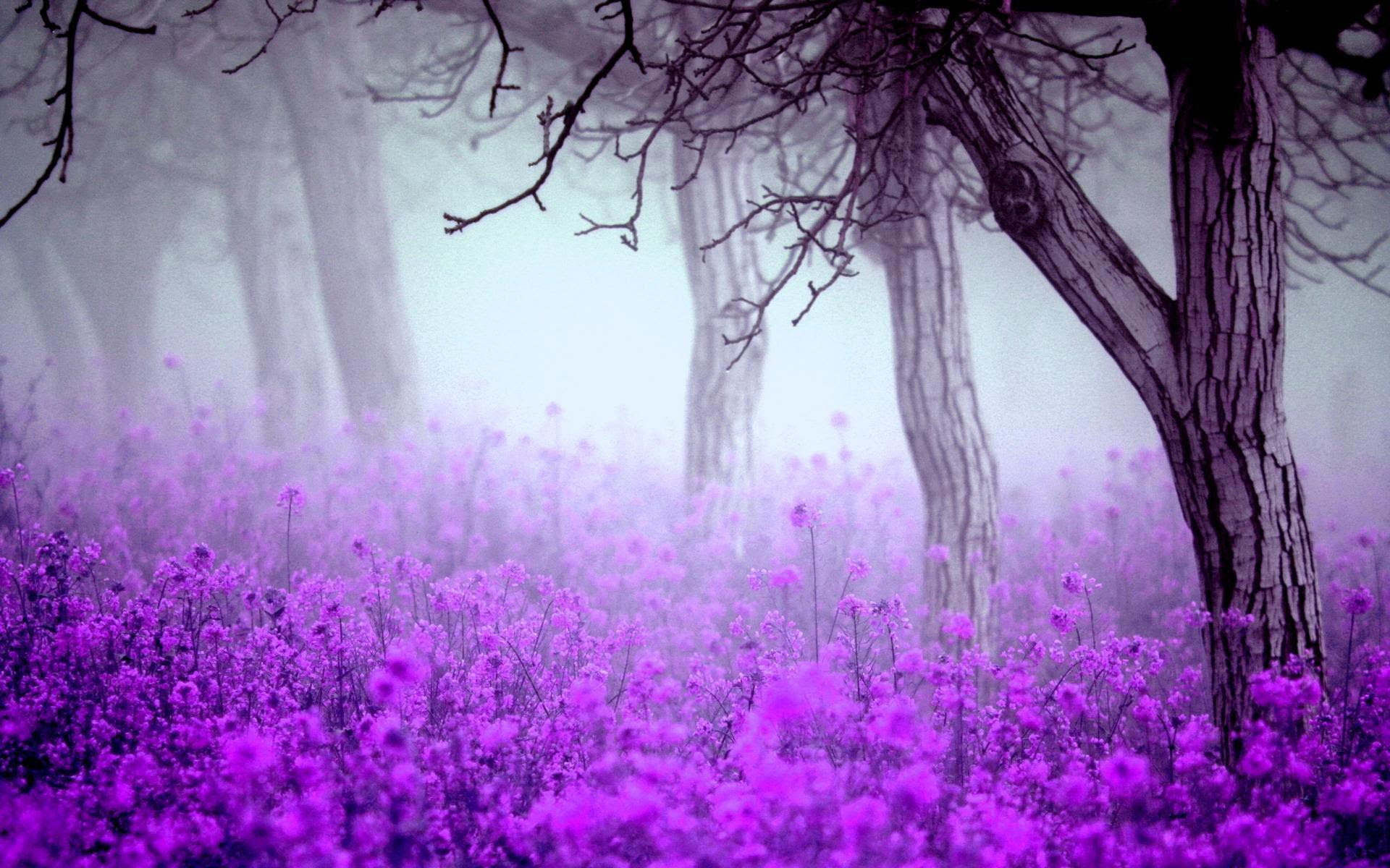 Purple Flowers Wallpapers - Wallpaper Cave