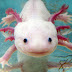 Good Axolotl Habitat Minecraft / To kill an axolotl, you need to inflict 14 points of damage.