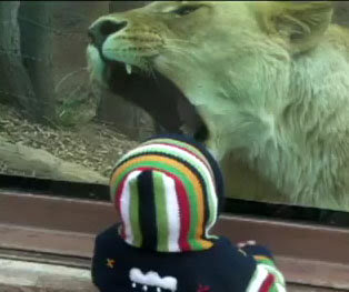 Viral Video Lioness Tries To Eat Baby Through Glass At Zoo Lehighvalleylive Com
