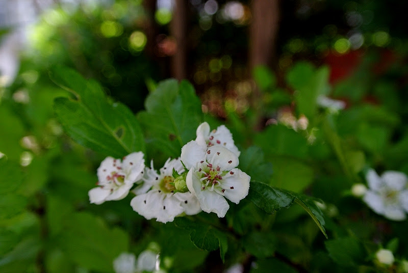 サンザシの白い花咲く ｉｖｙおじさんのｉｖｙ的生活