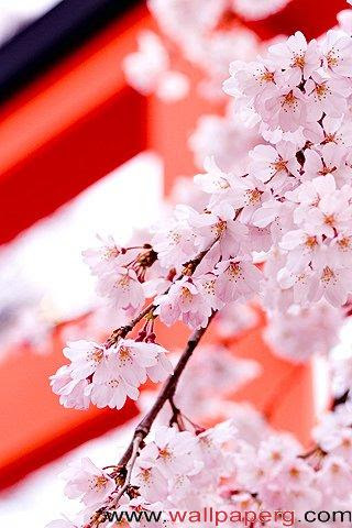 Hd Nature Images For Mobile 52 Best Free Hd Nature Phone Wallpapers